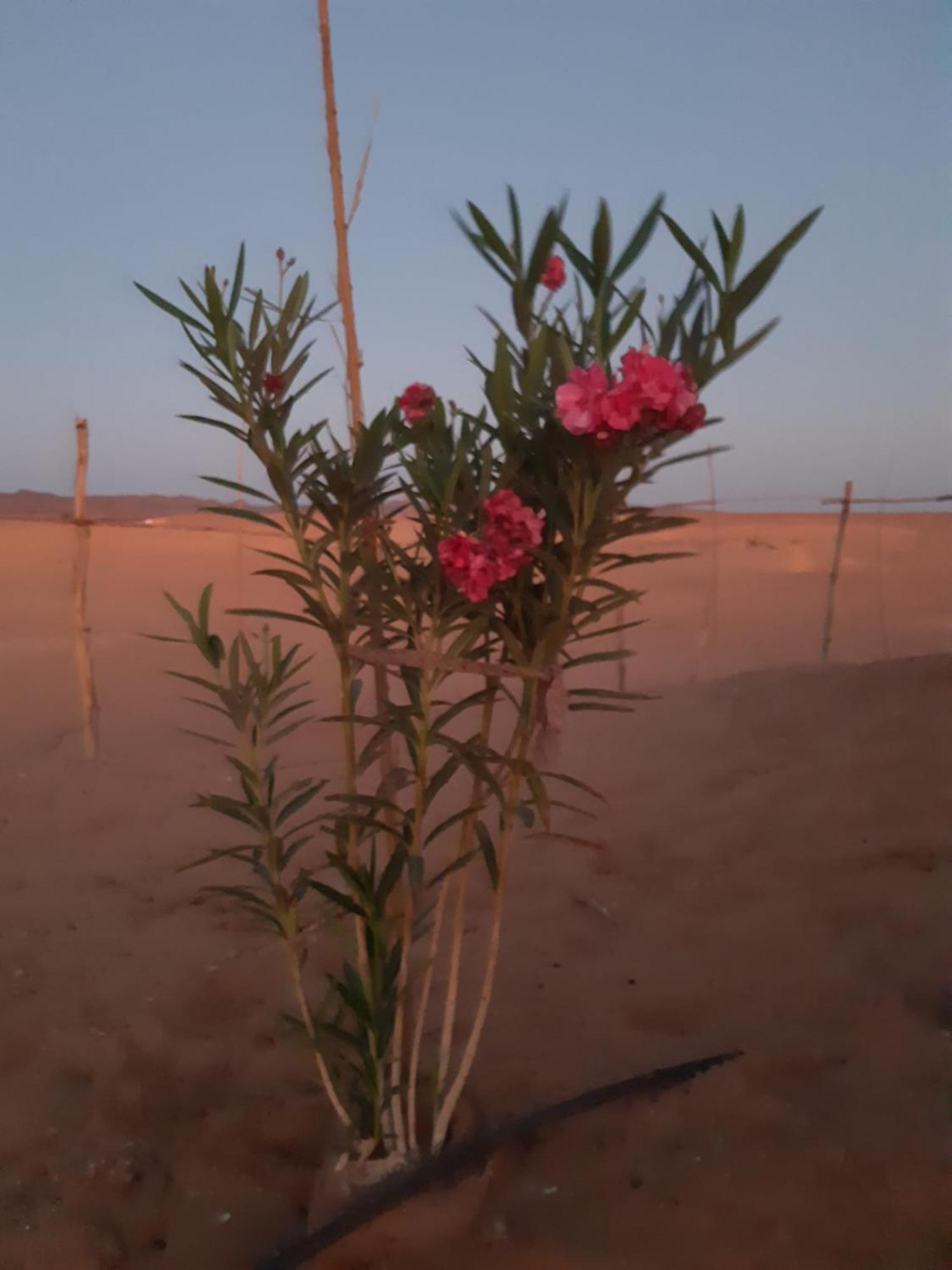 Sahara Peace Camp Hotel Zagora Kültér fotó